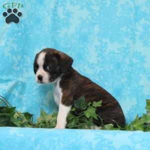 Mocha, Boston Terrier Mix Puppy